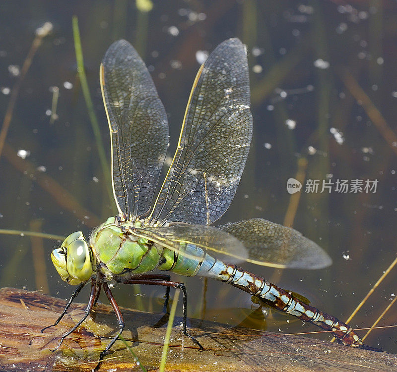 帝王蜻蜓(Anax imperator)正在产卵的雌性